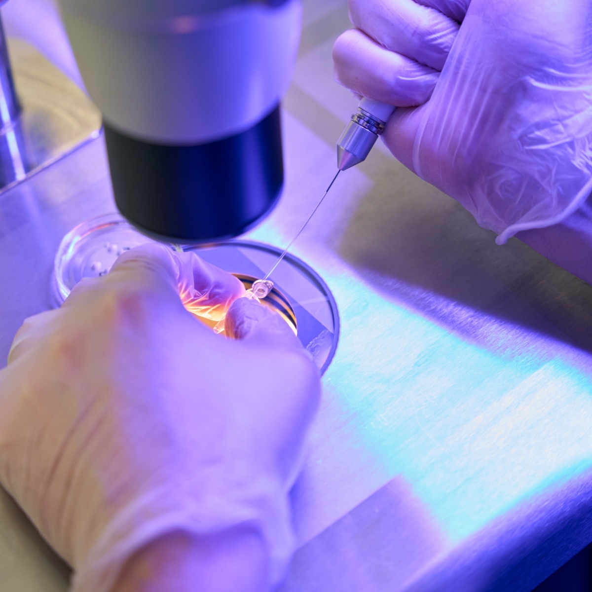 Closeup of a petri dish for Kingwood IVF